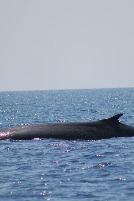 Monaco: Cetacean Watching - Tour Details