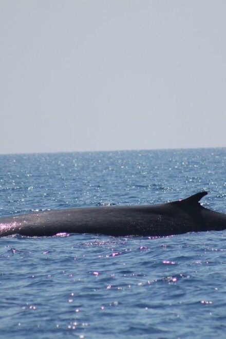 Monaco: Cetacean Watching - Customer Feedback