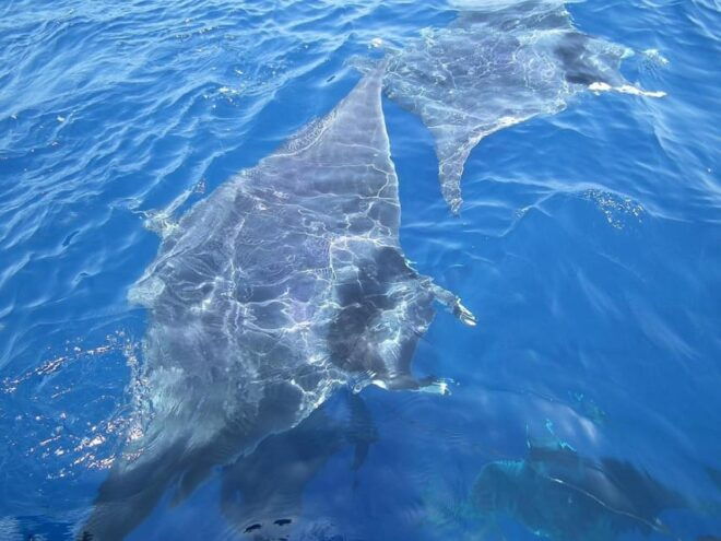 Monaco: Cetacean Watching - Booking Information