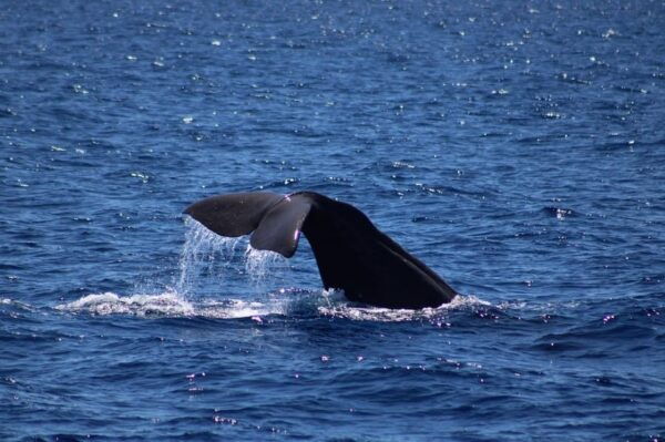 Monaco: Cetacean Watching - Frequently Asked Questions