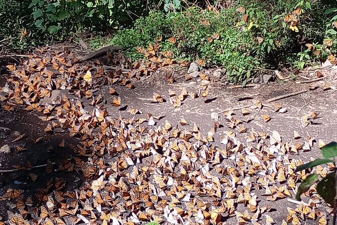 Monarch Butterflies El Rosario Preserve from Mexico City - Good To Know