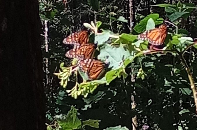 Monarch Butterflies El Rosario Preserve from Mexico City - Frequently Asked Questions