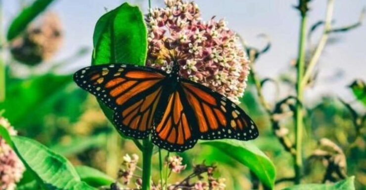 Monarch Butterfly Mexico Reserve Sanctuary & Valle De Bravo - Activity Duration and Details