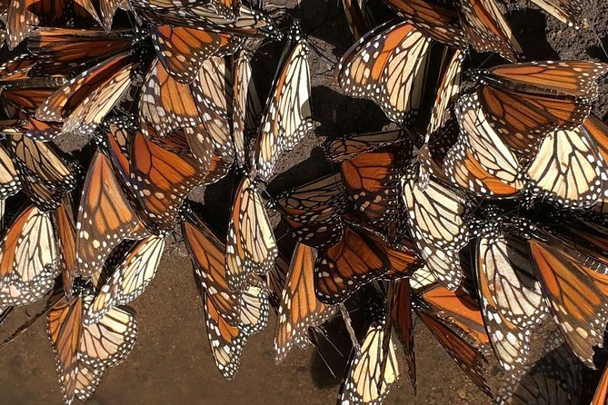 Monarch Butterfly Private Tour (Morelia) - Overview of the Tour