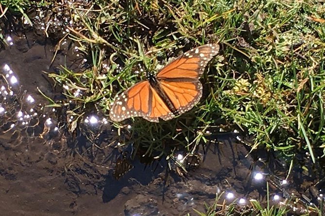 Monarch Butterfly Private Tour (Morelia) - Location and Meeting Point