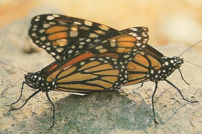 Monarch Butterfly Private Tour (Morelia) - Additional Information