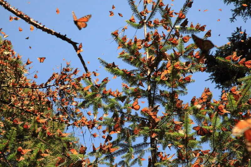 Monarch Butterfly Sanctuary Tour from Mexico City - Authentic Feedback from Travelers