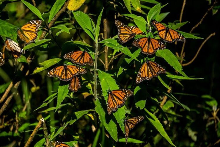 Monarch Butterfly Sanctuary Tour - Experience Highlights
