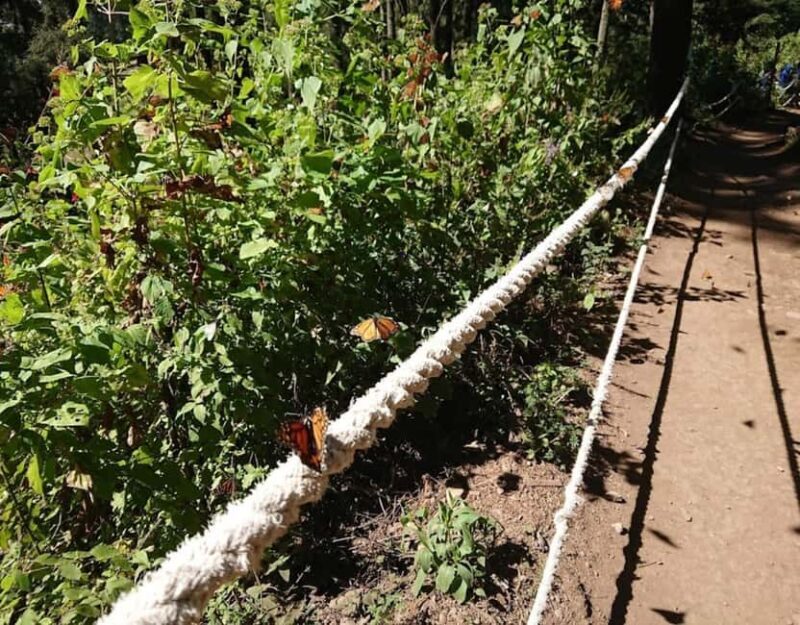 Monarch Butterfly - Introduction: An Experience Worth Considering