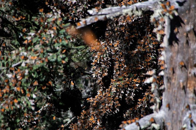 Monarch Butterfly Tour (Departing From Morelia) - Tour Highlights