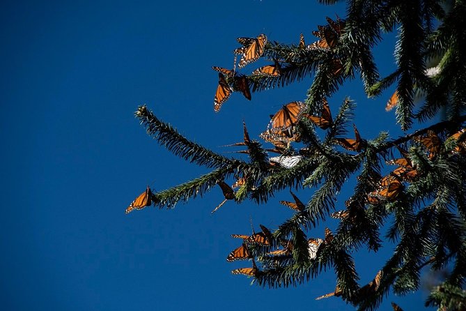 Monarch Butterfly Tour (Departing From Morelia) - Conservation Efforts and Education
