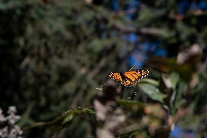 Monarch Butterfly Tour (Departing From Morelia) - Stunning Monarch Butterfly Wings