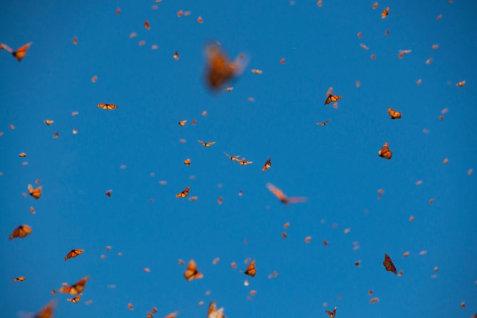 Monarch Butterfly Tour (Departing From Morelia) - Common Questions