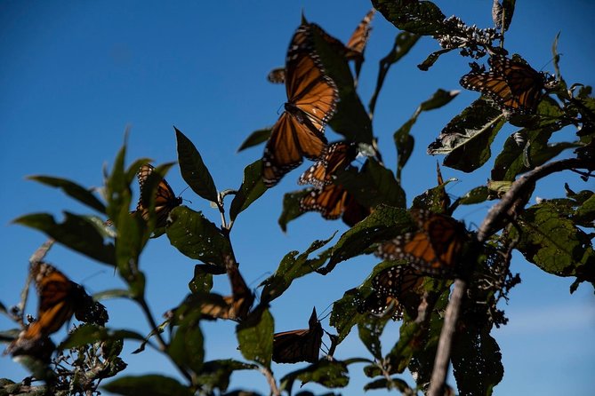 Monarch Butterfly Tour (Departing From Morelia) - The Sum Up