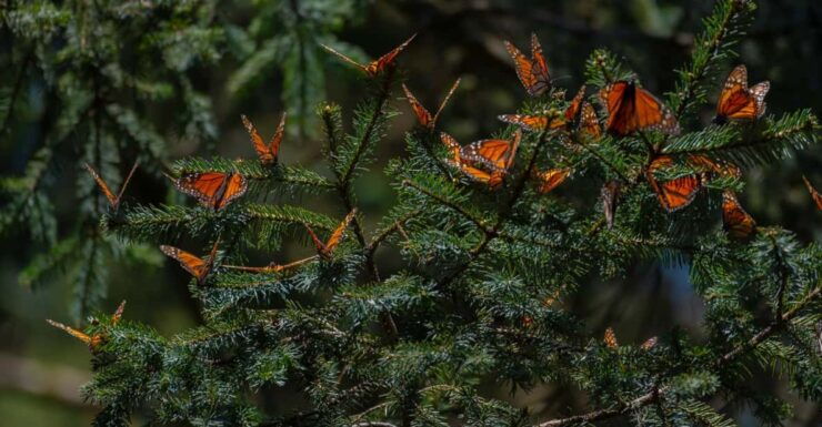 Monarch Butterfly Tour in Michoacan - Itinerary Details