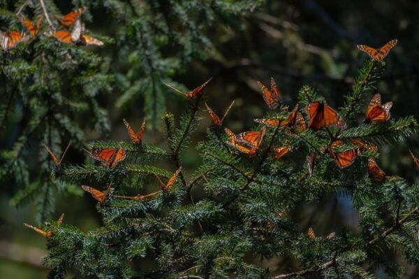 Monarch Butterfly Tour in Michoacan - Meeting Point and Transportation