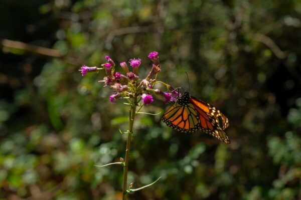 Monarch Butterfly Tour in Michoacan - Tour Duration and Group Size