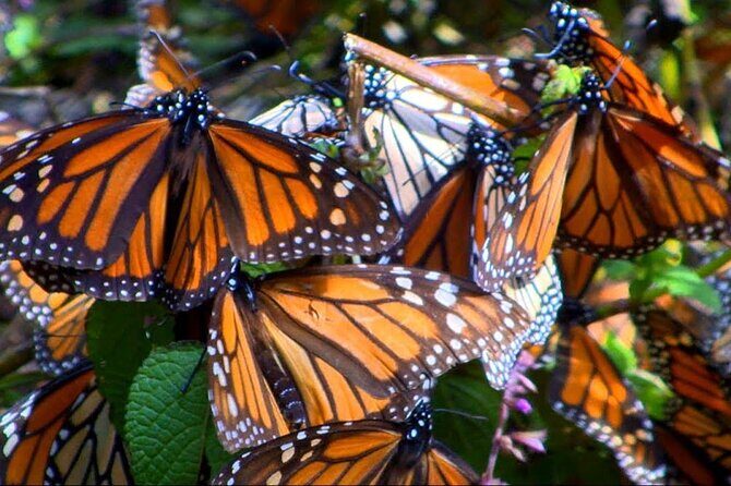 Monarch Butterfly Tour Mexico: Sierra Chuincua and Magic Town - Who This Tour Is Best For  