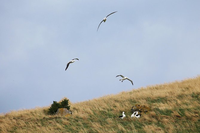 Monarch Wildlife Cruise - Common Questions