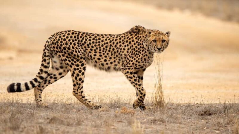 Monarto Safari Park: Cheetah Experience - Good To Know