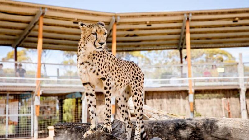 Monarto Safari Park: Cheetah Experience - Who Should Consider This Tour?