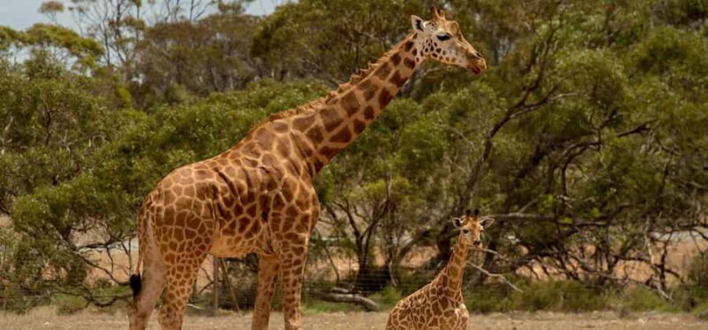 Monarto Safari Park: Keeper for a Day - Final Thoughts