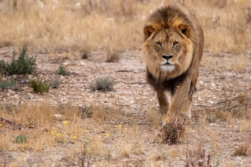 Monarto Safari Park Ticket - Walking trails offer a different pace