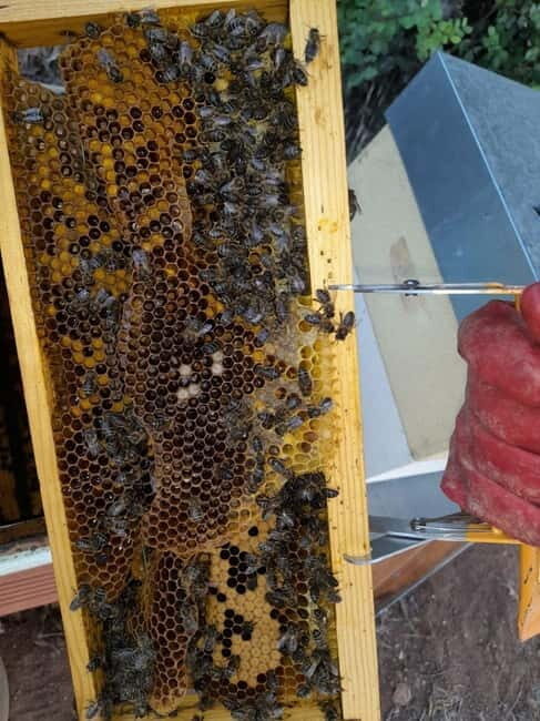 Monchique: Highlights Tour - Relaxing in Thermal Baths at Caldas de Monchique