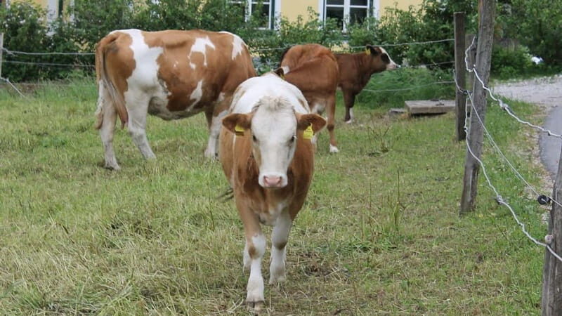 Mondsee: SEGWAY Irrsee tour (2.5 hours) - Introduction