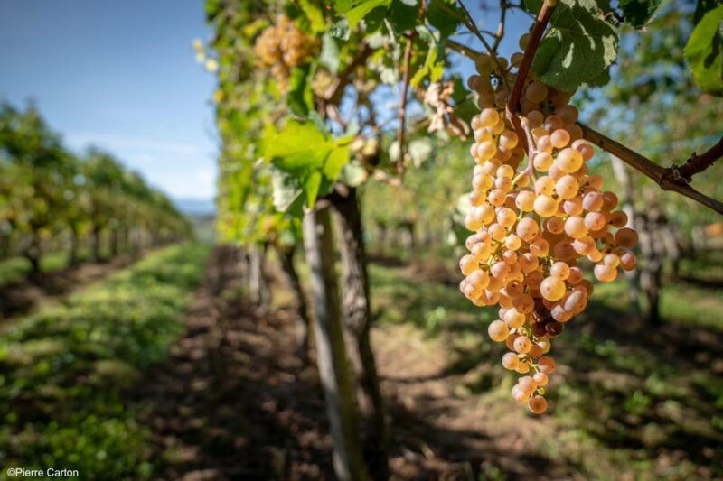 Monein - Suspicion in Jurançon - Good To Know