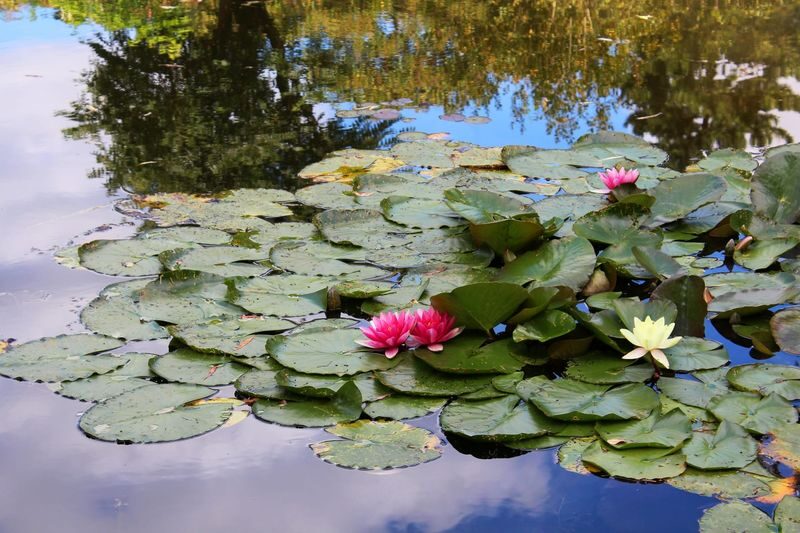 Monets House and Gardens Half Day Tour from Paris - Is the price good value?