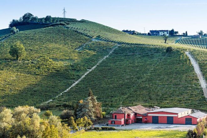 Monferrato: Wine Tour & Picnic in the Vineyards - Important Information