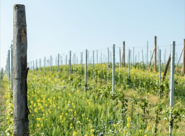 Monferrato: Wine Tour & Picnic in the Vineyards - Additional Information