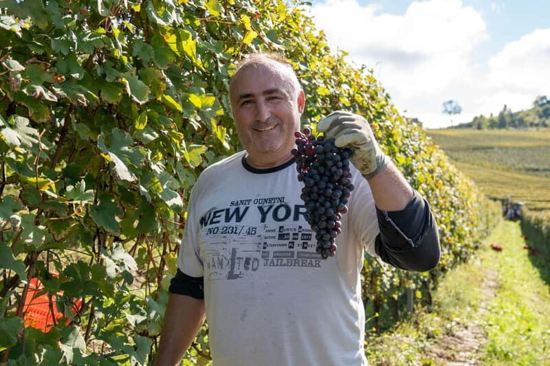 Monforte d'Alba: 7 glasses of Langhe with visit to Winery and Vineyards - An Overview of the Experience