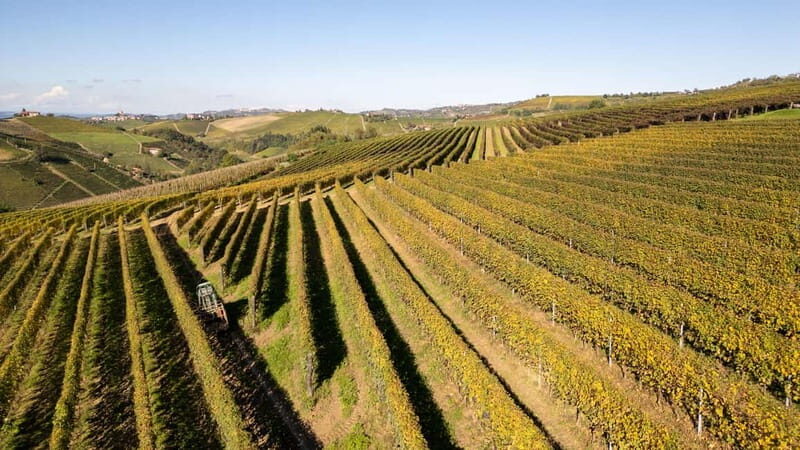 Monforte d'Alba: 7 glasses of Langhe with visit to Winery and Vineyards - Who Should Book This Tour?