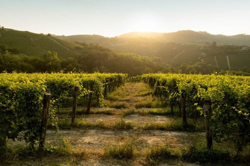 Monforte d'Alba: Barolo Tasting, Vineyard & Cellar Visit - In-Depth Breakdown of the Experience