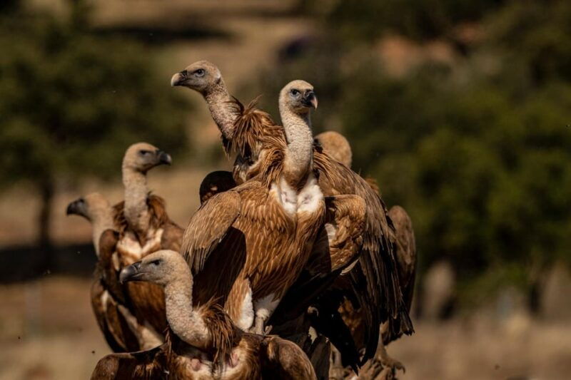 Monfrague Wildlife Experience: Vultures Close-up - Itinerary Highlights
