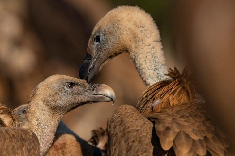 Monfrague Wildlife Experience: Vultures Close-up - Close-Up With Vultures