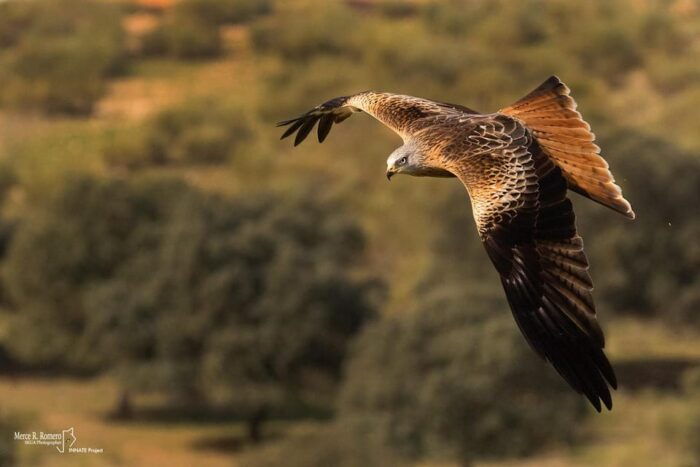Monfrague Wildlife Experience: Vultures Close-up - Getting There