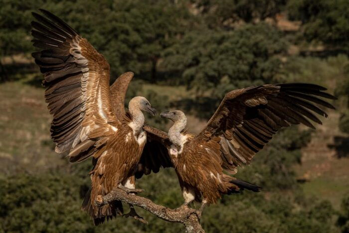 Monfrague Wildlife Experience: Vultures Close-up - Common Questions