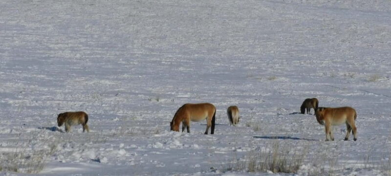 Mongolia: Hustai National Park - Introducing the Experience
