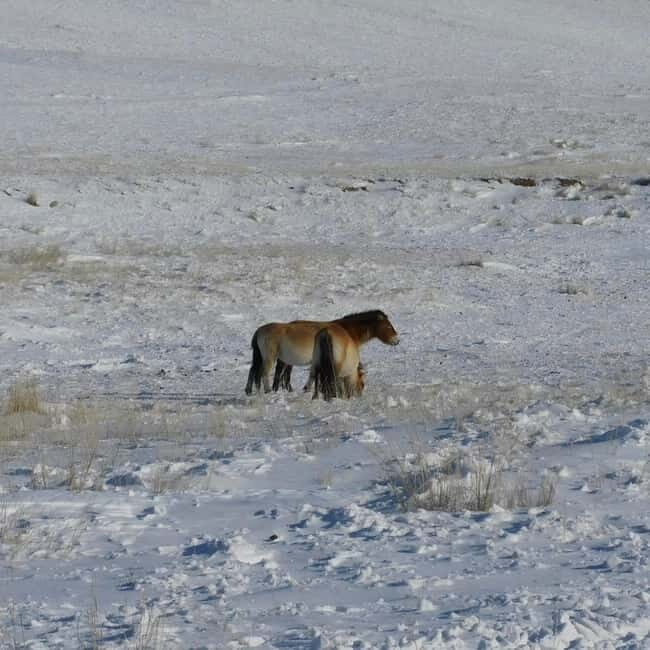 Mongolia: Hustai National Park - Final Thoughts