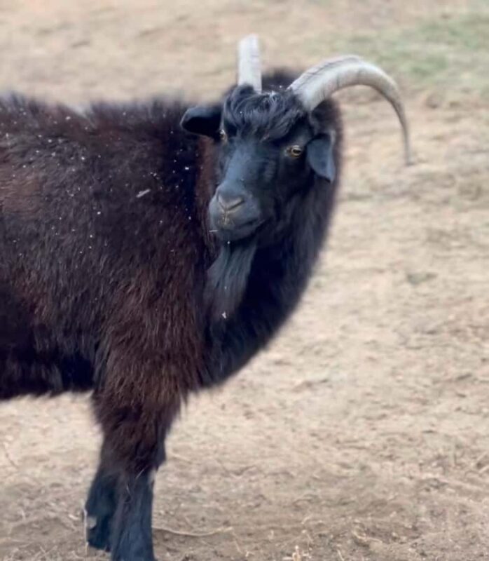 Mongolia: Overnight Nomadic Herders Experience - FAQ