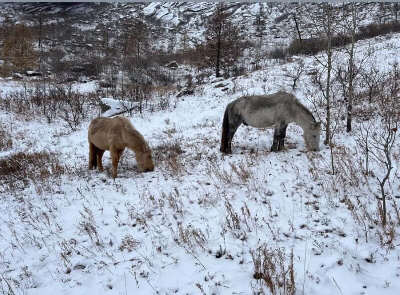 Mongolia: Overnight Nomadic Herders Experience - Supporting Local Communities