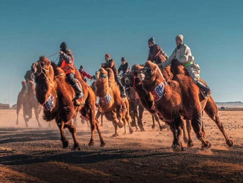 Mongolia: Thousand Camel Festival Tour 3 nights/4 days - The Authentic Experience of the Festival