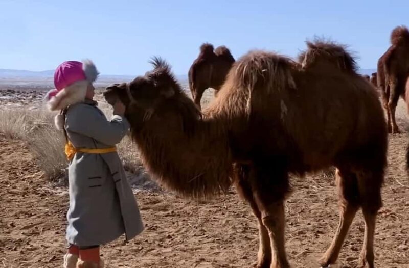 Mongolia: Thousand Camel Festival Tour 3 nights/4 days - Good To Know