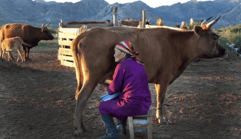 MONGOLIAN NOMADS: 2-Day Horse Trekking & Cow Milking Tour - FAQ
