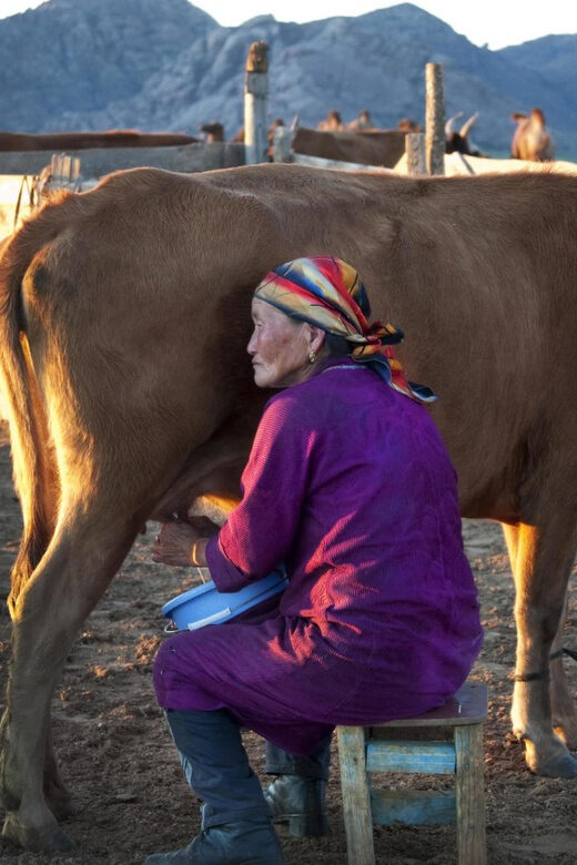 MONGOLIAN NOMADS: 2-Day Horse Trekking & Cow Milking Tour - FAQs