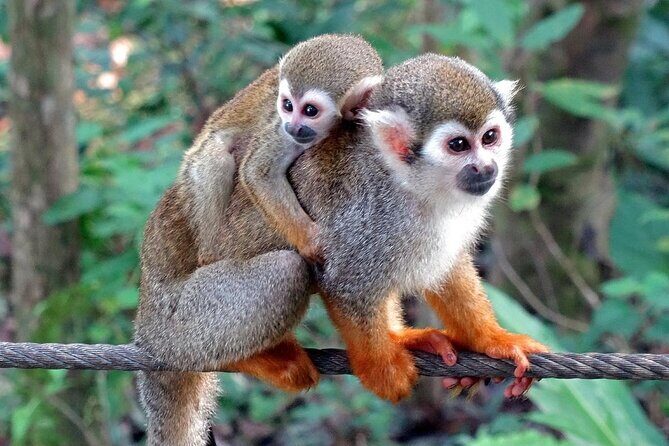 Monkey Enconter & Zip line Adventure - Exploring the Details: What to Expect from the Tour