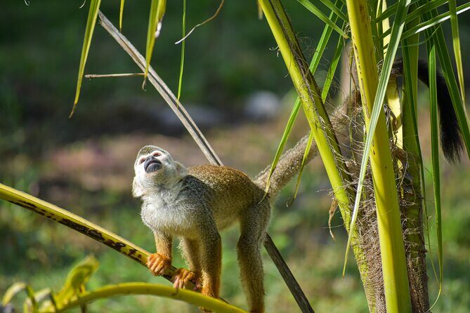 Monkey Encounter and Zip Line Tour from Amber Cove and Taino Bay - An In-Depth Look at the Tour Experience
